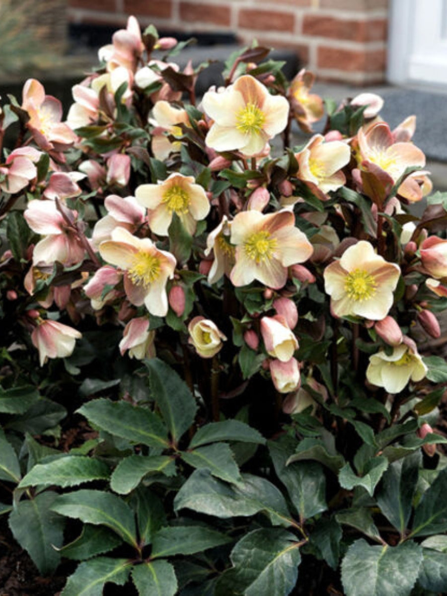 Hellebore 'Camelot' 1G
